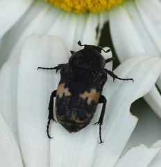 Glycyphana fulvistemma