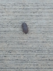 Armadillidium vulgare