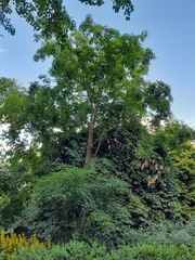Acer mandshuricum