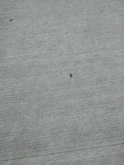 Armadillidium vulgare