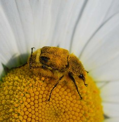 Lasiotrichius succinctus