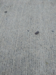 Armadillidium vulgare