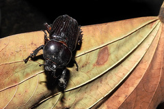Archophileurus