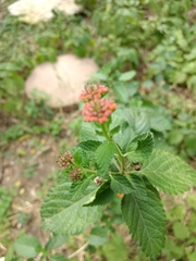 Lantana