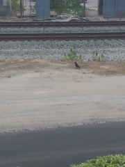 Corvus brachyrhynchos