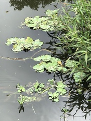 Pistia stratiotes image