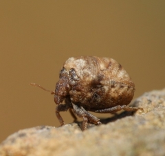 Vilpianus galii