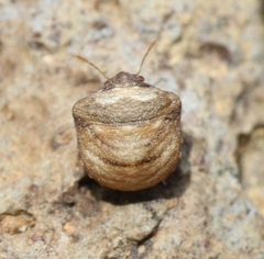 Vilpianus galii