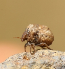 Vilpianus galii