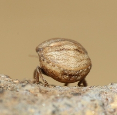Vilpianus galii