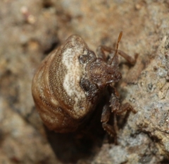 Vilpianus galii