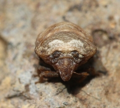 Vilpianus galii