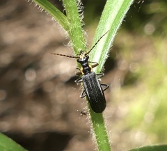 Podabrus rugosulus