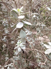 Leucophyllum frutescens