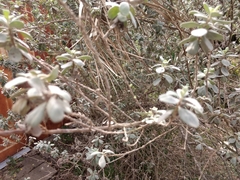 Leucophyllum frutescens