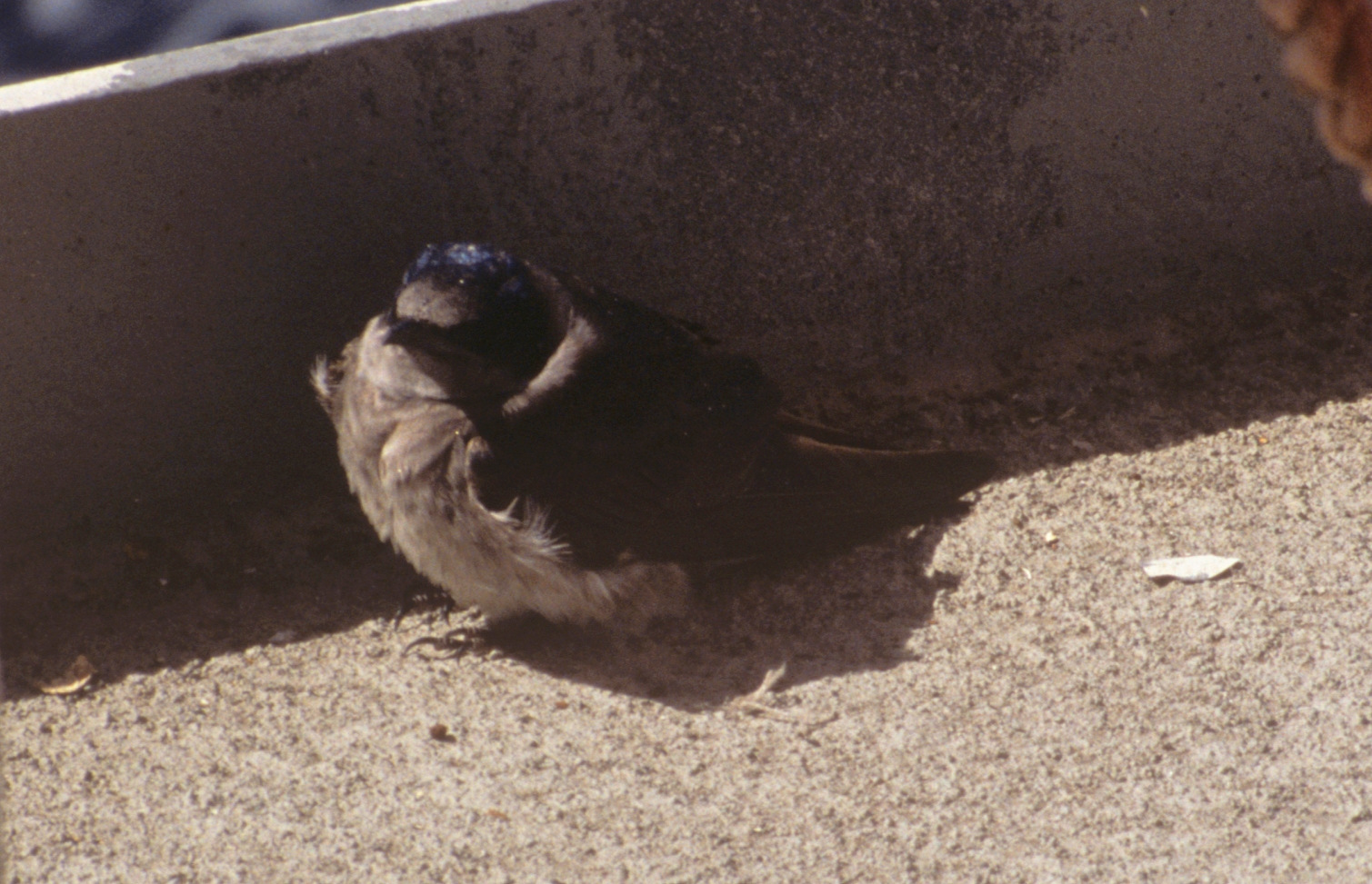 Purple Martin (Progne subis)
