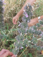 Stachys sylvatica