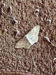 Idaea seriata