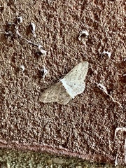 Idaea seriata