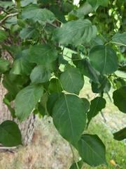 Pyrus ussuriensis