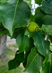 Pyrus ussuriensis