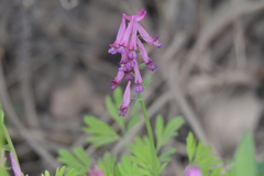 Corydalis buschii