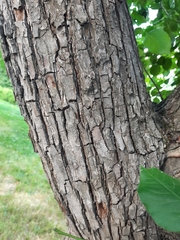 Pyrus ussuriensis