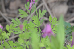 Corydalis buschii