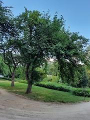 Pyrus ussuriensis
