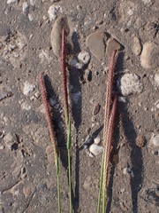 Hordeum brevisubulatum