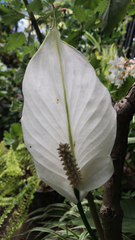 Spathiphyllum wallisii