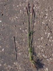 Hordeum brevisubulatum