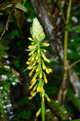Calanthe actinomorpha