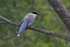 Azure-Winged Magpie photo 5