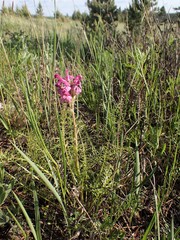 Pedicularis rubens