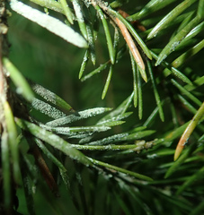 Fellhanera bouteillei