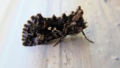 Syngrapha rectangula