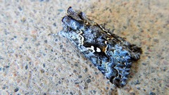 Syngrapha rectangula