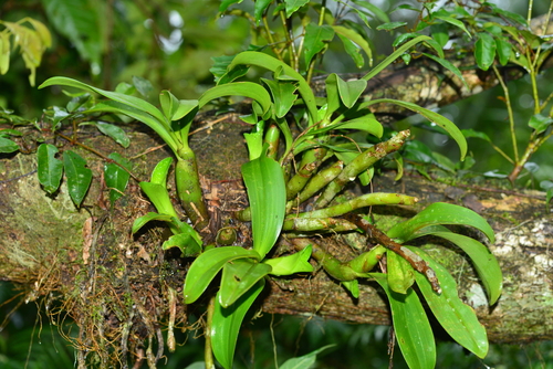 Pinalia ovata iNat (3)
