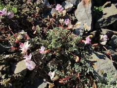 Astragalus nutzotinensis