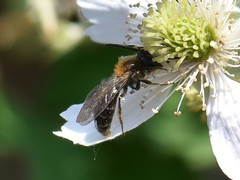 Andrena helvola