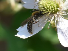 Andrena helvola