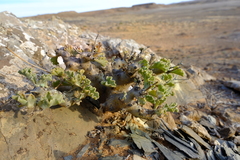 Pelargonium klinghardtense