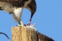 Xerospermophilus tereticaudus