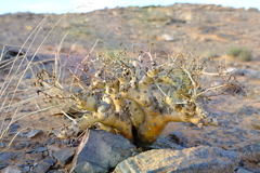 Pelargonium klinghardtense