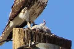 Xerospermophilus tereticaudus