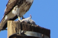 Xerospermophilus tereticaudus