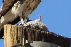 Xerospermophilus tereticaudus