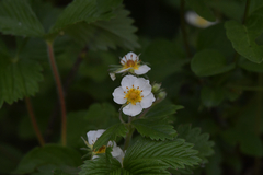 Fragaria orientalis