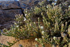 Mesembryanthemum tomentosum